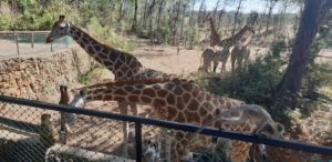 Giraffes at Haller Park